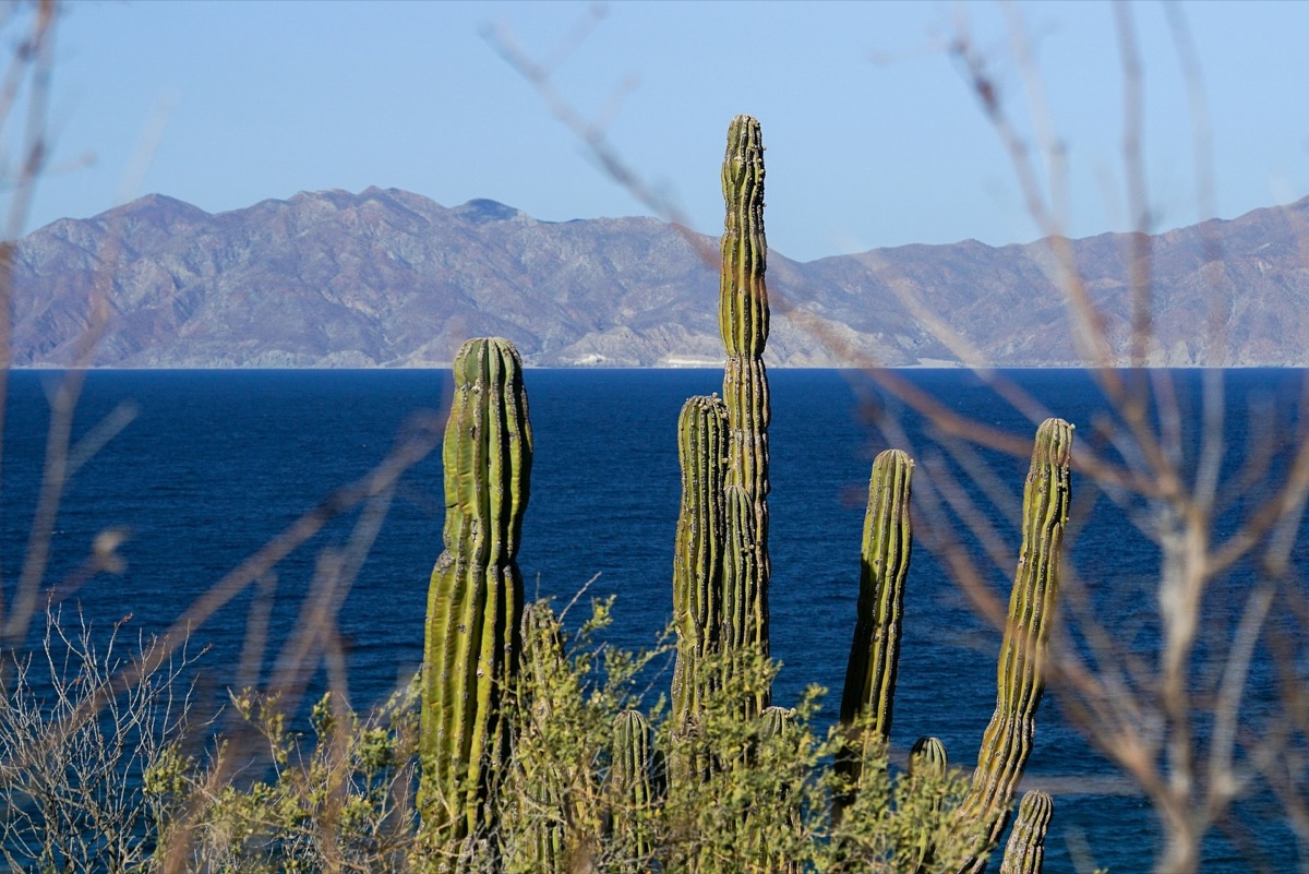 Cactus frente al mar con montañas al fondo